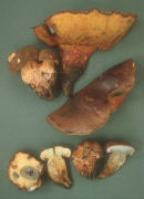 Boletus fragrans Mushroom
