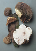 Ganoderma applanatum 2 Mushroom