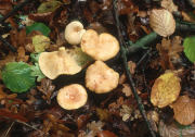 Lactarius chrysorheusF Mushroom