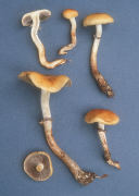 Stropharia squamosa Mushroom