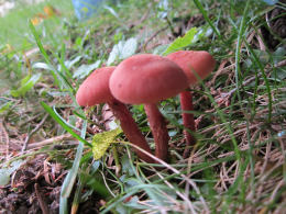 Laccaria laccata