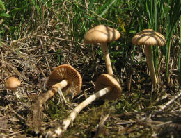 Marasmius oreades4