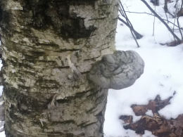 Piptoporus betulinus