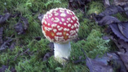 Amanita muscaria 26