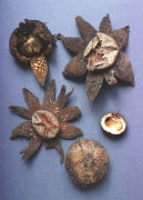 Astraeus hygrometricus2 Mushroom