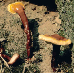 Ganoderma lucidum2