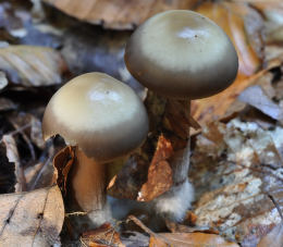 Collybia butyracea2