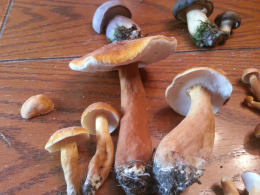 Boletus variipes2