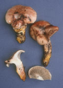 Gomphidius oregonensis Mushroom