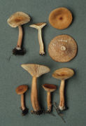 Lactarius tabidus Mushroom