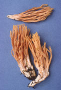 Ramaria conjunctipes Mushroom