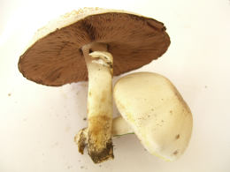 Agaricus placomyces2