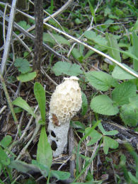 Phallus impudicus