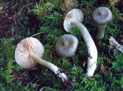Entoloma rhodopolium Buck.jpg Mushroom