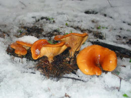 Clitocybe flaccida
