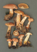 Cortinarius bolaris 2 Mushroom