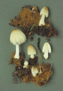 Coprinus domesticus Mushroom