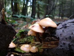 Galerina mutabilis2