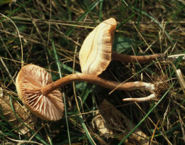 Laccaria laccata