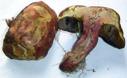 Boletus queletii5