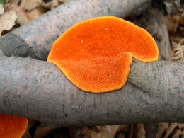 Pycnoporus cinnabarinus2