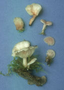 Clitopilus cretatus Mushroom