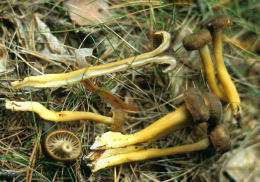 Cantharellus infundibuliformis2