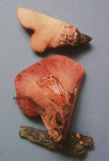 Fistulina hepatica Mushroom