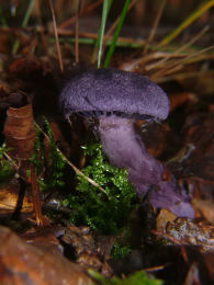 Cortinarius violaceus 2