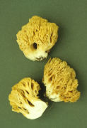 Ramaria flava Mushroom