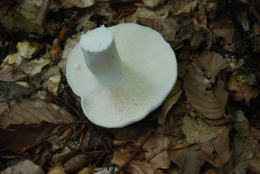 Lactarius deceptivus