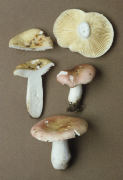 Russula pulchella Mushroom