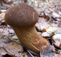 Calvatia excipuliformis