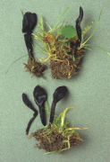 Trichoglossum hirsutum2 Mushroom
