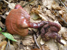 Ganoderma lucidum2