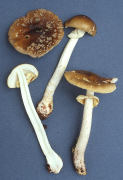 Amanita franchetti Mushroom