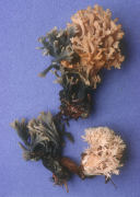 Clavulina cristata Mushroom