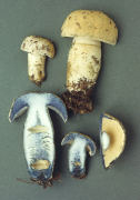 Gyroporus cyanescens 2 Mushroom