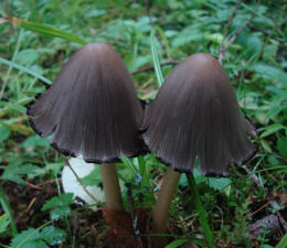 Coprinus atramentariusF