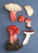 Russula sanguinea Mushroom