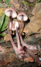 Mycenahaematopus4