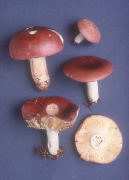 Russula vinosa Mushroom