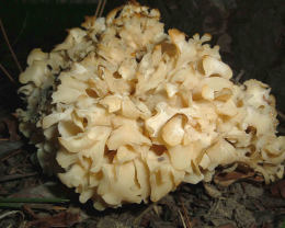 Sparassis crispa3