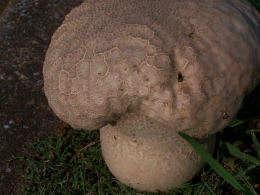 Calvatia cyathiformis2