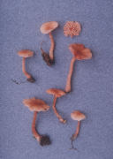 Laccaria altaica Mushroom
