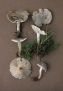 Clitocybe odora 4 Mushroom