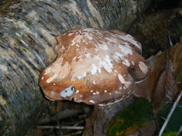 Piptoporus betulinus