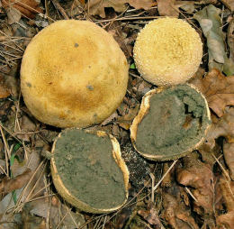 Scleroderma citrinum3