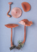 Laccaria nobilis Mushroom