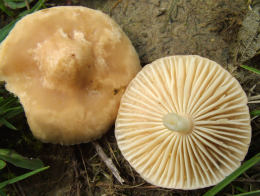 Marasmius oreades4